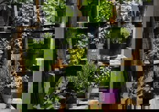 Composizione di erbe aromatiche.