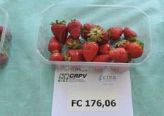 La selezione FC176.06 con 7,6 di grado Brix.