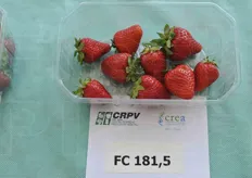 FC181.5 ha dato 1172 grammi di frutti per pianta.