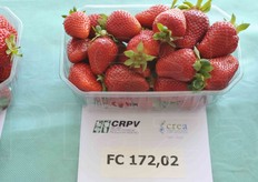 6,9 gradi Brix di tenore zuccherino per la selezione FC172.02