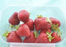 FC250.38 ha presentato un'alta produttivita'.