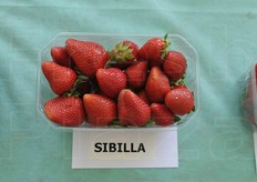 Sibilla: elevato grado Brix e discreta produttivita'.