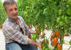 Piero Aringoli (agente vendite Lazio) mostra alcuni grappoli di pomodoro allungato Torrano.