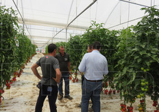 La visita alle produzioni di pomodoro in serra.