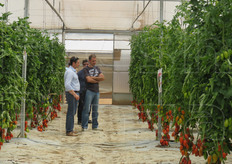 I pomodori all'esame nella serra sperimentale.