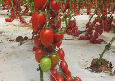 Pakyta, pomodoro mini plum, con bacca dal colore rosso vivo; puo' raggiungere i 30-35 grammi di peso.