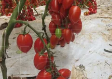 Pianta adatta per cicli di coltivazione lunghi, con trapianti (in Sicilia), da agosto – settembre.