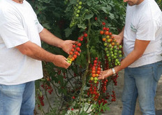 I trapianti di pomodoro sono stati effettuati il 25 marzo 2016.