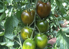 Pomodoro collettato ovale Cordobesa.