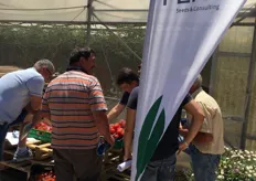 L'incontro tecnico realizzato presso l'Az. Agr. del Sig. Carocci Gianpiero ha registrato la partecipazione di tantissimi tra agricoltori, commercianti e tecnici i quali hanno potuto visitare una coltivazione di Kronosty in fuori suolo.