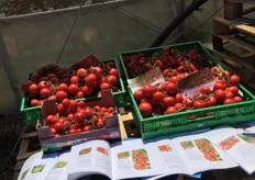E' stata inoltre realizzata dai responsabili di Agrisem anche una mostra pomologica per il pomodoro rosso a grappolo Omarty e Rossana.