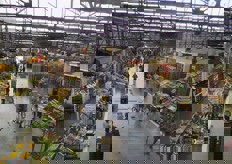 Sette i padiglioni dedicati alla vendita all'ingrosso di frutta e verdura, dal padiglione A al G.