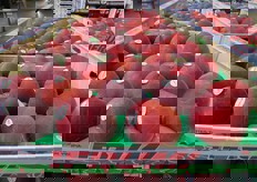 Ricca l'offerta di drupacee. Le nettarine spagnole sono ricercate anche dai commercianti italiani.