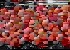 Pesche tabacchiere di origine spagnola.