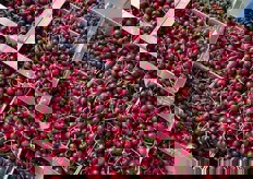 Ciliegie della Spagna. Vasto assortimento di questo prodotto.