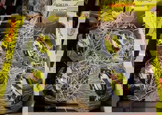 La stragrande maggioranza dei prodotti disponibili nei diversi box e' di provenienza spagnola. In foto meloni Piel de sapo.