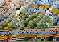 Al momento, come confermato da alcuni grossisti spagnoli, dall'Italia arrivano al Mercabarna mele, meloni, angurie, uva da tavola, piccoli frutti e qualche partita di pomodoro. In foto: angurie siciliane.