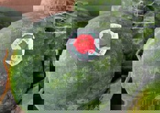 Il Made in Italy piace.