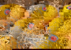 Presenti anche meloni gialletto.