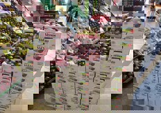 Mele Val Venosta Red Delicious, in confezioni da 18 frutti.