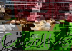 Cipolle bianche spagnole.