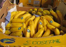 Banane Cavendish.