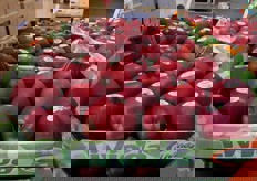 Mele spagnole di qualita' premium.