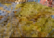 Patate novelle spagnole di varieta' Monalisa. Rete da 15 kg, prodotto di prima categoria, imballato il 7 luglio 2016.