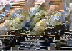 Meloni Piel de sapo spagnoli di qualita' premium.