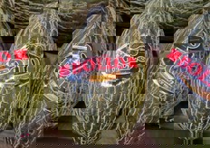 Meloni extreme quality.