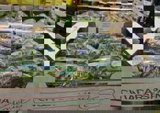 Lattuga confezionata.