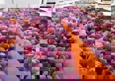 Uva andalusa di varieta' Early Cardin.