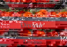 Pomodoro a grappolo di origine spagnola.