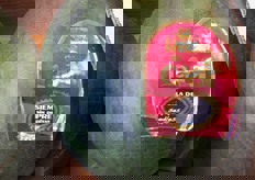 Anguria seedless spagnola.