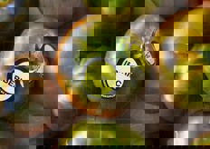 Otelo e' una tipologia di pomodoro RAF, ma con meno coste, rosso con pigmentazione scura.