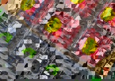 Lamponi portoghesi e more spagnole, in packaging da 125 grammi.