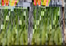 Mini ortaggi francesi.