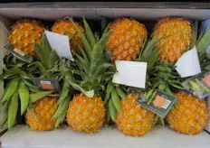 Mini ananas da Mauritius.
