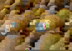 Kiwi Zespri Green neozelandese.