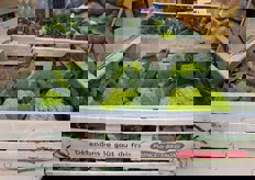 Cavolfiori francesi.