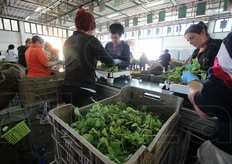 Dopo la raccolta e dopo un passaggio in cella frigo, gli stoloni vengono 'confezionati' nei rispettivi tipi di vasi.