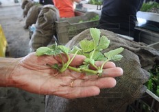 Stoloni pronti per il confezionamento.