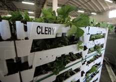 Vassoi di Clery*, la varieta' principe della Salvi Vivai.