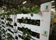 Piante di fragole pronte per essere commercializzate. Tutta la produzione si basa sulla programmazione.
