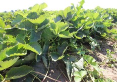 Piante madri, da cui vengono raccolti gli stoloni che serviranno per produrre nuove piante di fragole.