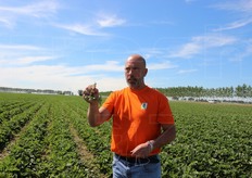 Perche' sia raccolto, uno stolone deve avere due foglie ben sviluppate e abbozzi radicali.