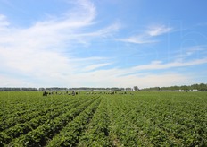 Lo scorso 16 luglio 2016 la Salvi Vivai ha aperto le porte del proprio vivai di Lagosanto (FE), dedicato soprattutto alla produzione di piante di fragole. Scopri nel reportage fotografico di FreshPlaza come alla Salvi producono oltre 120 milioni di piantine commercializzate ogni anno in Italia e all'estero. Il nostro viaggio comincia qui, nel campo delle piante madri (nella foto).