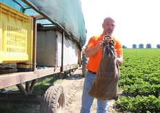 Appena raccolti, gli stoloni vengono confezionati in sacchi umidificati: dalla raccolta al passaggio in cella frigo passano al massimo 2 ore.