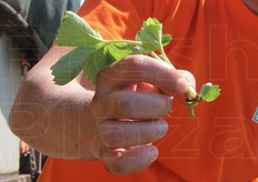 Ecco come si presenta uno stolone perfetto, appena raccolto.