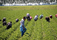 La raccolta degli stoloni.